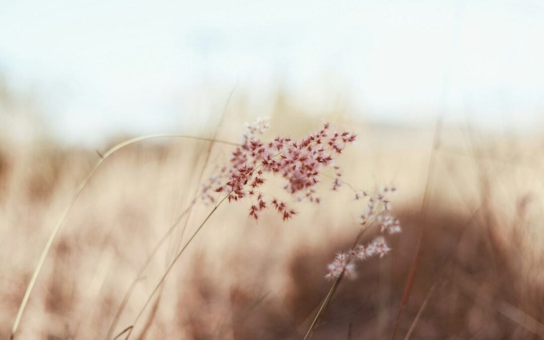 ASPA 2026 : Le Guide Indispensable (Plafonds, Demande & Piège de Succession)