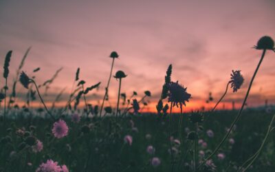 Pension de Réversion Monaco : Le Guide Expert (CAR & CMRC 2026)